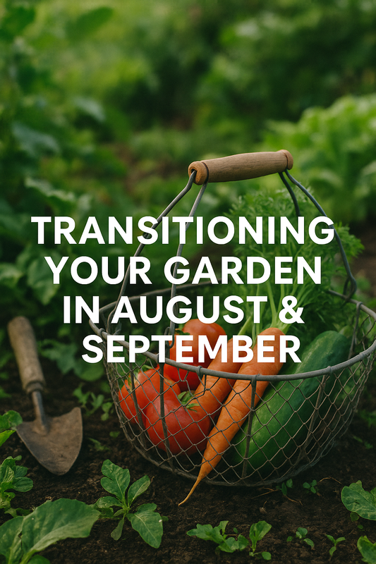 Transitioning Your Garden in August & September for a Thriving Next Year