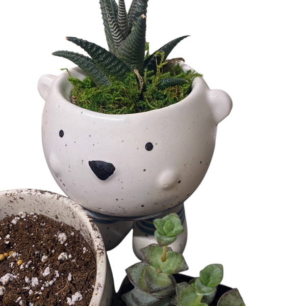 make your own plant pots kit Create your own terrarium Kit Sustainable Collection – The Foliage Goddess