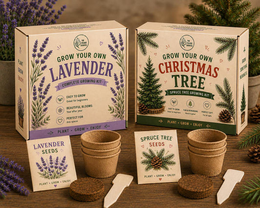 Grow Your Own Kit | Lavender, Pumpkin or Spruce Tree | DIY Plant Growing Gift | Kids STEM Activity | Gardening Gift | Eco Kit